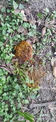 Calvatia rugosa
