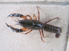Parastacus defossus