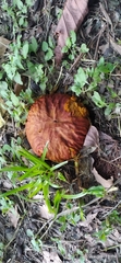 Calvatia rugosa
