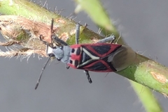 Anochrostomus formosus