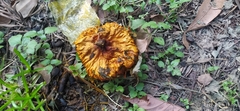 Calvatia rugosa