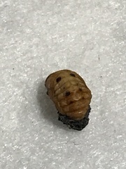 Coccinellini