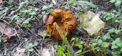 Calvatia rugosa