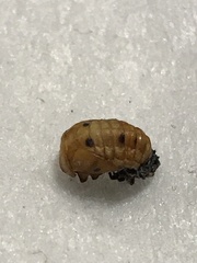 Coccinellini