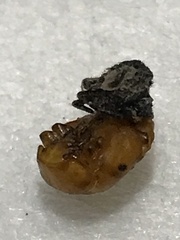Coccinellini