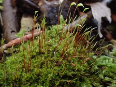 Campylophyllopsis calcarea