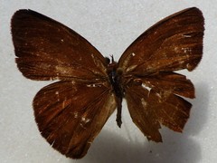 Hermeuptychia harmonia