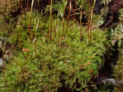 Campylophyllopsis calcarea