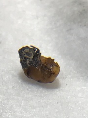 Coccinellini