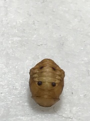 Coccinellini