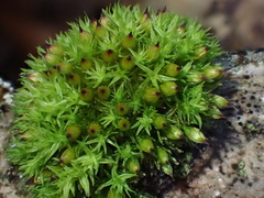 Orthotrichum stramineum
