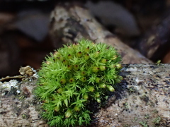Orthotrichum stramineum