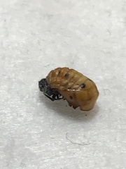 Coccinellini