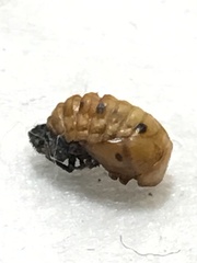 Coccinellini