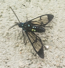 Cosmosoma xanthosticta