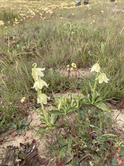 Fritillaria liliacea