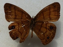 Hermeuptychia harmonia