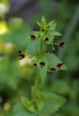 Scrophularia arguta