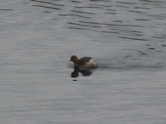 Tachybaptus ruficollis