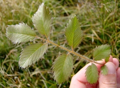 Argentina anserinoides