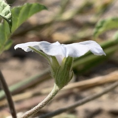 Ipomoea magnusiana