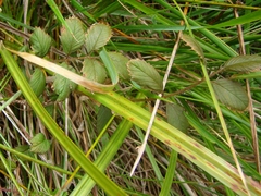 Argentina anserinoides