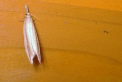 Donacaula mucronella