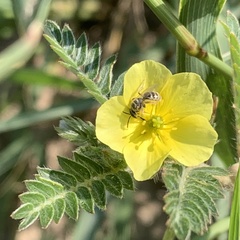 Tribulus terrestris image