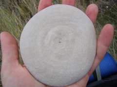 Globicephala melas