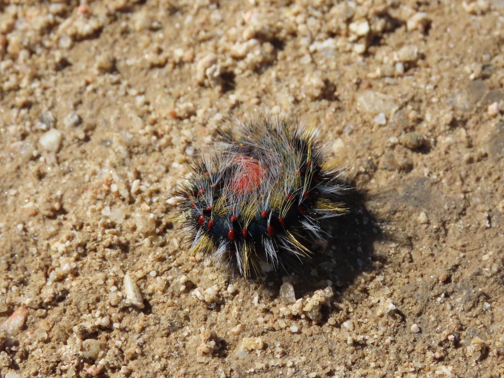 Chondrostega vandalicia
