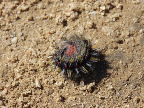 Chondrostega vandalicia