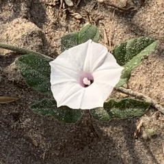 Ipomoea magnusiana