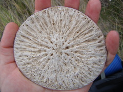 Globicephala melas