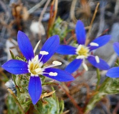 Eriastrum sapphirinum