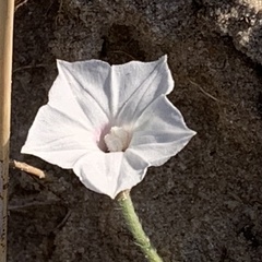 Ipomoea magnusiana