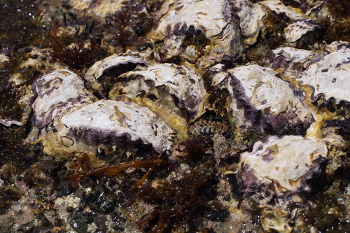 Saccostrea mordax