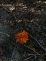 Adenophyllum aurantium