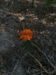 Adenophyllum aurantium