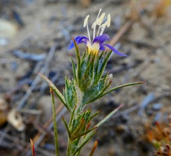 Eriastrum sapphirinum