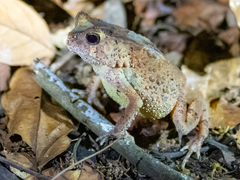 Sclerophrys togoensis