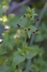 Scrophularia arguta