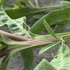 Geigeria burkei