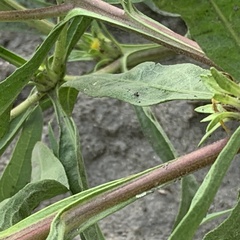Geigeria burkei