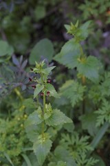 Scrophularia arguta