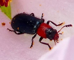 Loedelia maculicollis