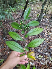 Solanum microleprodes
