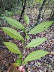 Solanum microleprodes