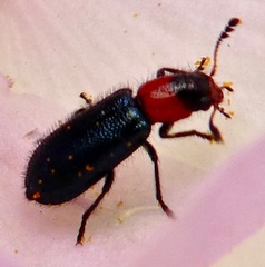 Loedelia maculicollis
