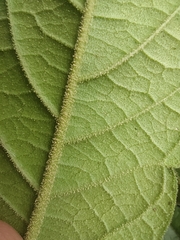 Solanum microleprodes