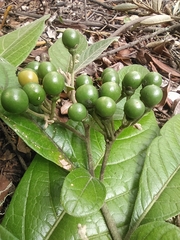Solanum microleprodes